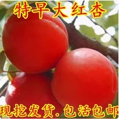 嫁接特早大红杏树苗 508红杏苗 早熟红杏子南方北方种植当年结果