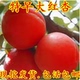 嫁接特早大红杏树苗 508红杏苗 早熟红杏子南方北方种植当年结果