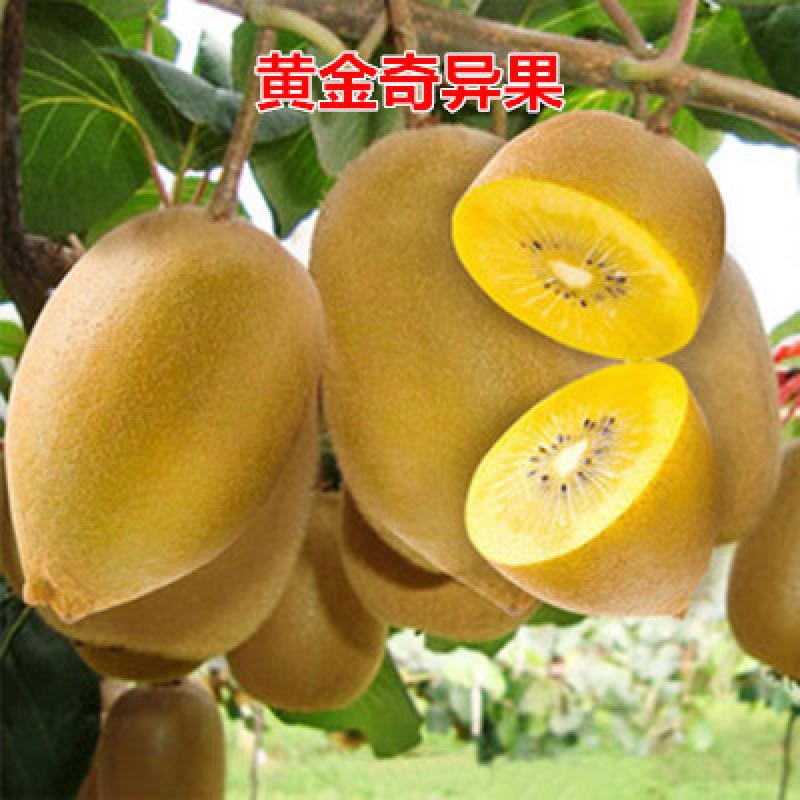 新西兰黄金奇异果猕猴桃
