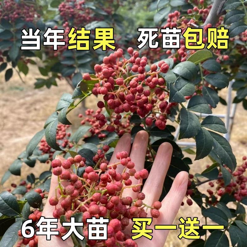 大红袍花椒苗树四川麻椒苗盆栽高产南北方种植花椒树大苗当年结果