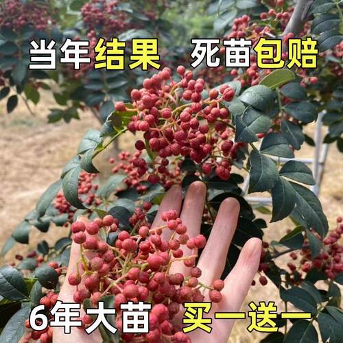 大红袍花椒苗树四川麻盆栽