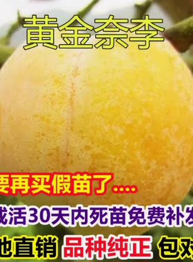 黄金奈李苗南方子果树嫁