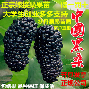 桑葚树苗嫁接无籽大十果桑苗当年结果南北方种植台湾四季长果盆栽