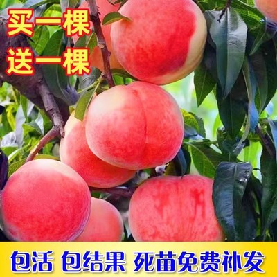 桃树果苗嫁接地栽新品种南