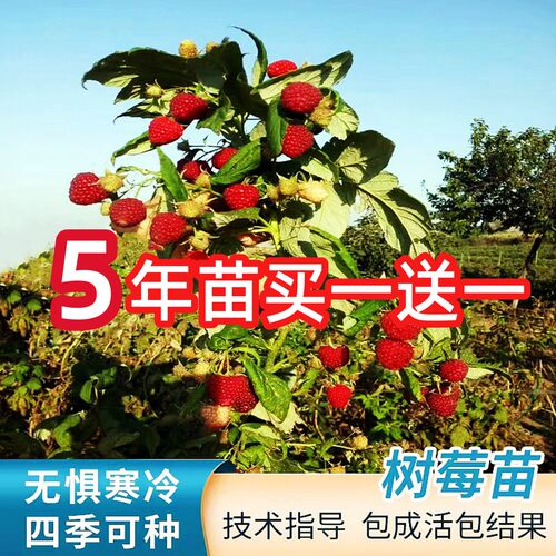 树莓苗特大双季覆盆子黄红