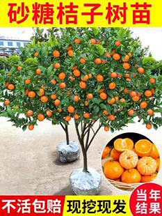 带果金桔子树苗嫁接桔子树苗盆栽砂糖柑橘无核沙糖当年结果果树苗