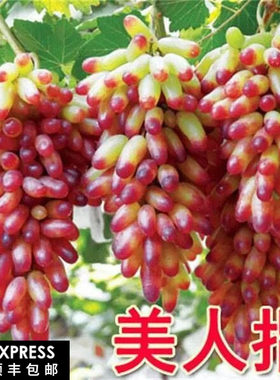新型美人指葡萄苖特大爬藤