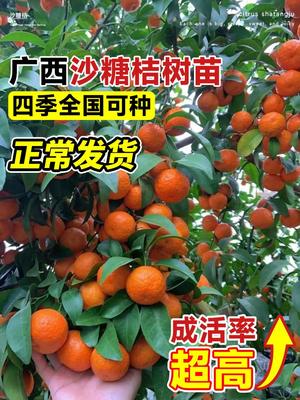 沙糖桔子树苗正宗广西砂橘
