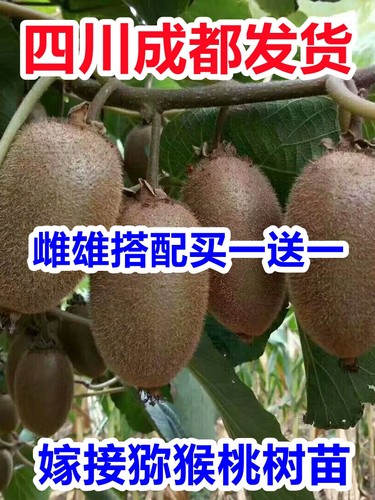 嫁接猕猴桃苗自花授粉南北