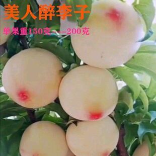 嫁接超甜美人醉李子树苗南北方种植盆栽地栽耐寒当年结果