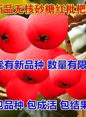 枇杷果苗无核砂糖树籽琵琶
