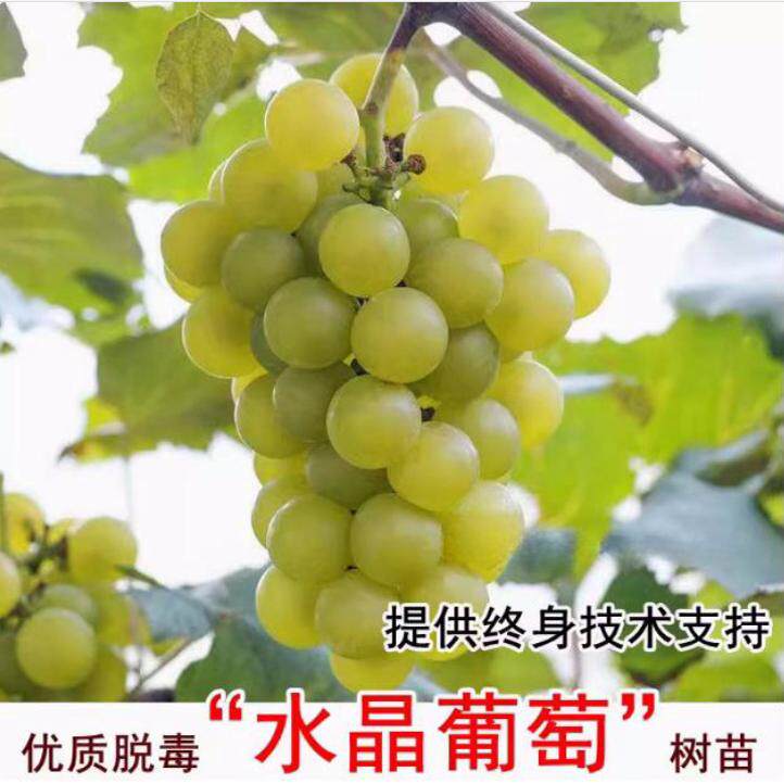 爬藤水晶葡萄树苗南方北方无核盆栽珍珠葡萄苗青葡萄青提葡萄树苖