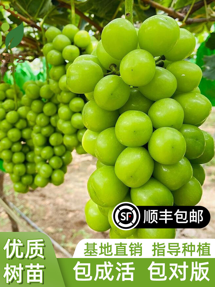 日本香印晴王葡萄苗阳光玫瑰无核葡萄树苗青提无籽葡萄苗当年结果