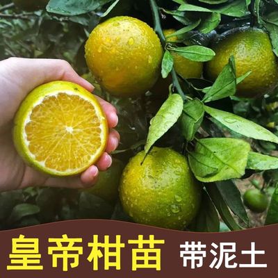 广西皇帝柑树苗大贡盆载桔