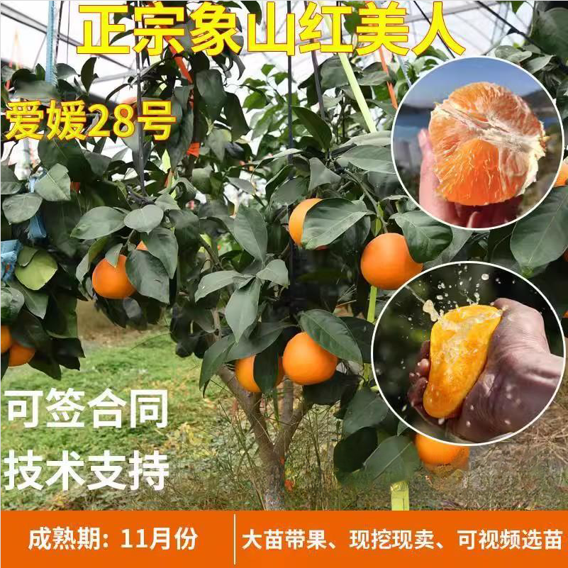 正宗象山爱媛28号红美人树