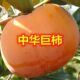 嫁接中华巨柿子树苗新品 种大果超甜南方北方抗寒盆栽地栽庭院种植