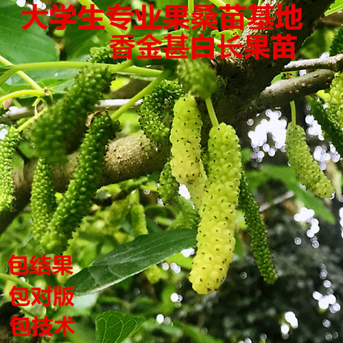 台湾四季长果白香金甚桑葚