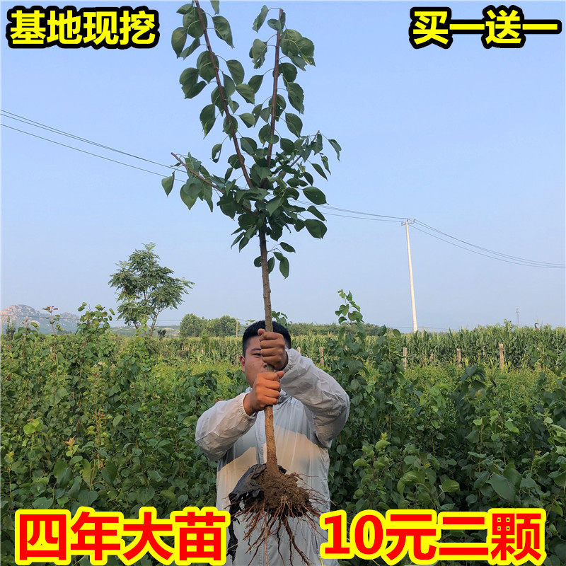 嫁接杏树苗巨蜜王凯特特大南方北方当年结果盆栽地栽耐寒杏子苗