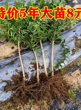 石榴树苗特大庭院果盆栽软