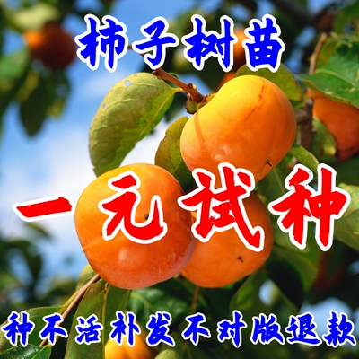 柿子树果苗嫁接阳无核丰脆