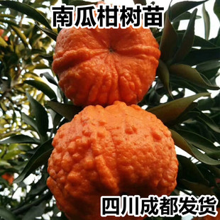 四川嫁接南瓜桔树苗橘子苗丑橘苗爱媛38春见砂糖橘子柚子蜜桔苗