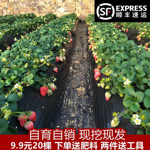 四季草莓苗奶油盆栽食用带