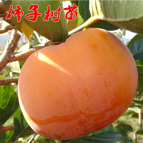 日本太秋柿子树苗大嫁接无