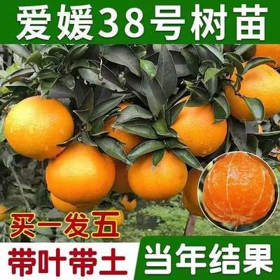 爱媛38号树苗果冻橙象山红
