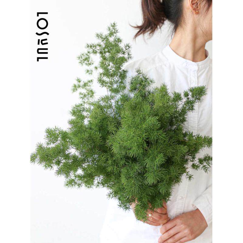 狐尾天门冬蓬莱松文竹天门冬水培植物室内水养植物观叶小众