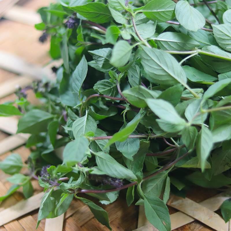 云南野生罗勒叶九层塔金芥香料新鲜傣味调料金不换九层塔250克