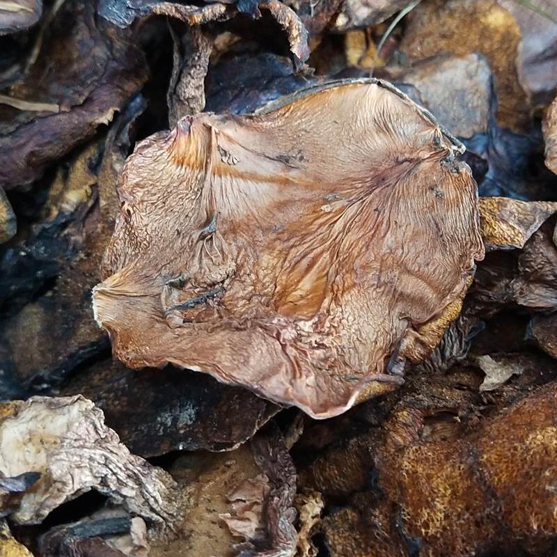 松蘑菇东北特产呼伦贝尔干货黏团子粘团子菌菇蛾子松蛾