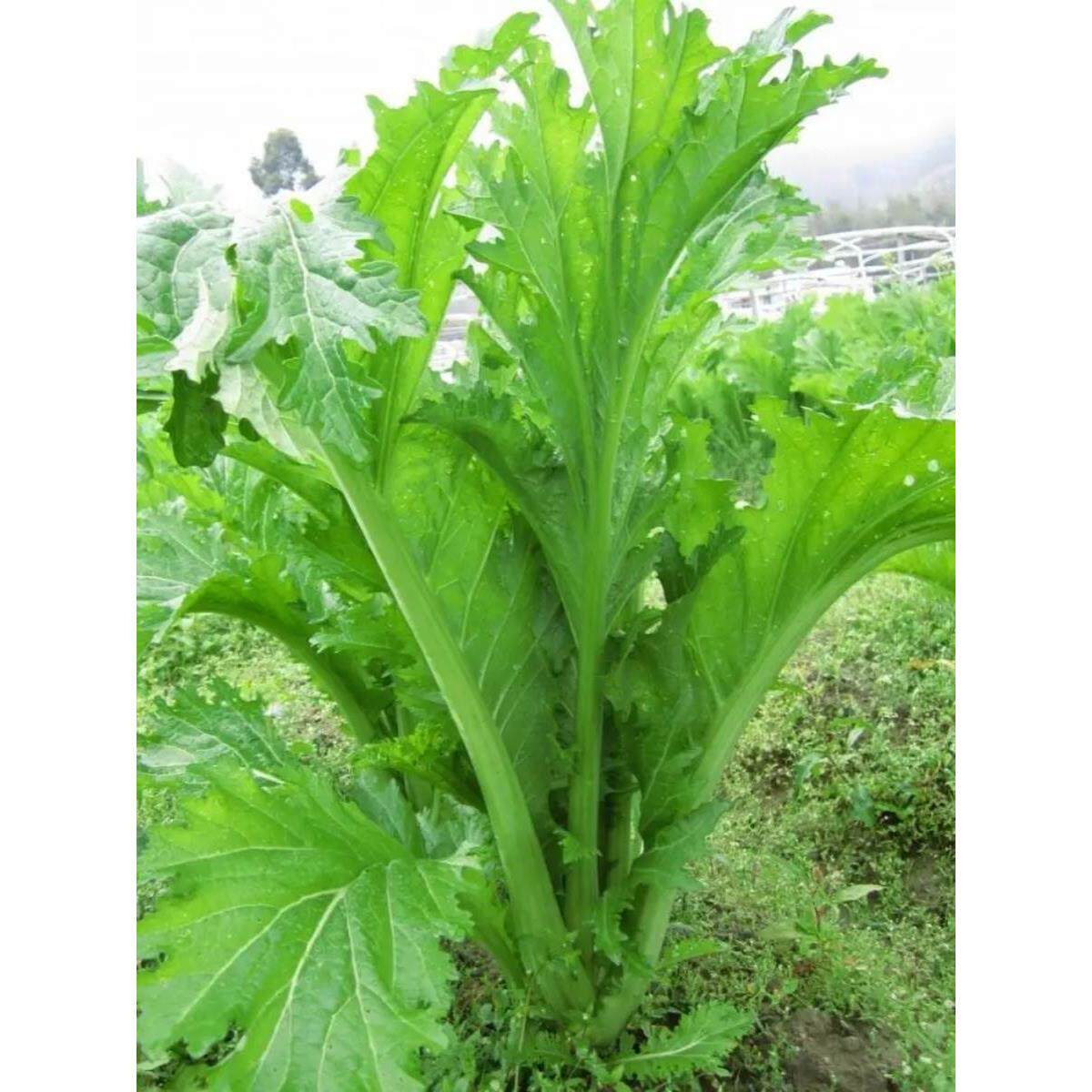 文成芥菜芯梅菜干农家自晒土特产山货菜芯农家芥菜干发菜咸菜温州