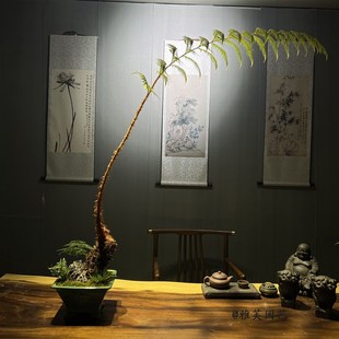 胎生狗脊蕨一叶蕨l类植物老桩盆景网红蕨室内绿植造景禅意中式盆