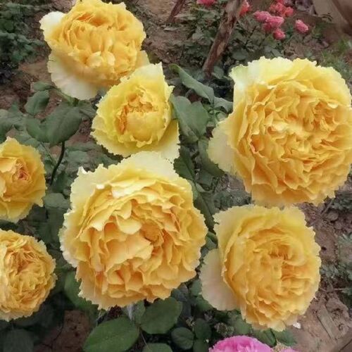 阳光笑容 灌木月季 波浪花边 花朵大F 网红爆款 花园庭院植物玫瑰