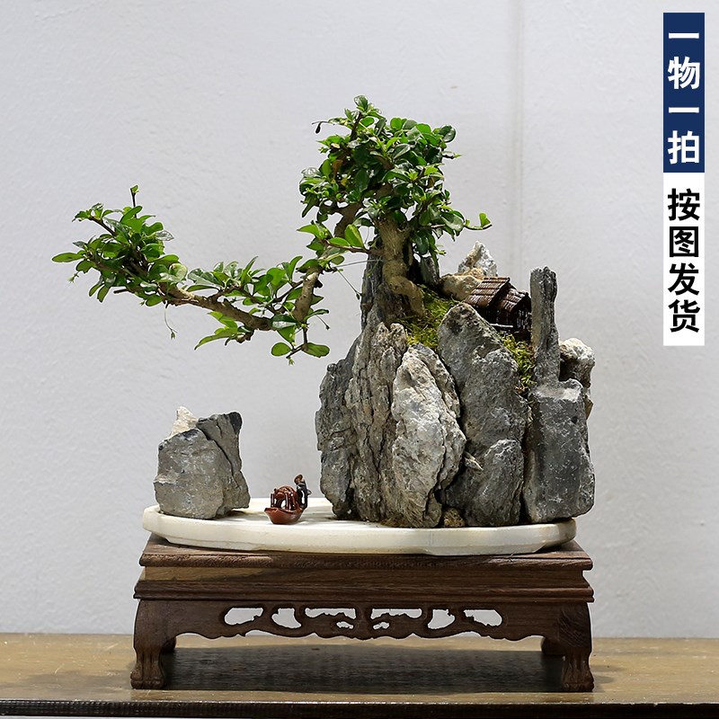 福建茶盆景山石假山植物老桩室内客厅办公室桌面绿植X盆栽玄关摆