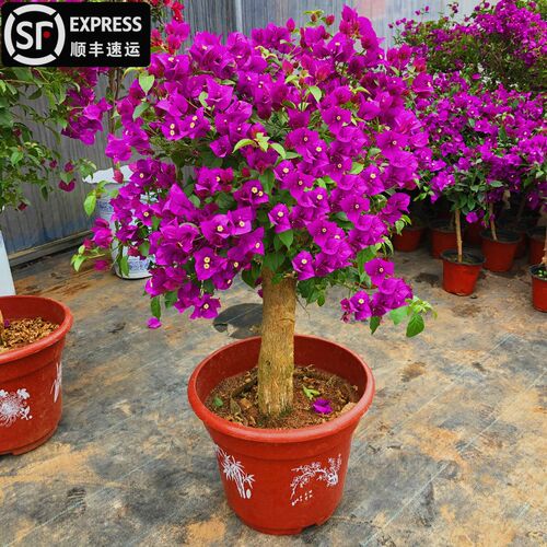 云南紫三角梅老桩盆栽带花爬藤植物重瓣四K季花阳台耐热好养活绿