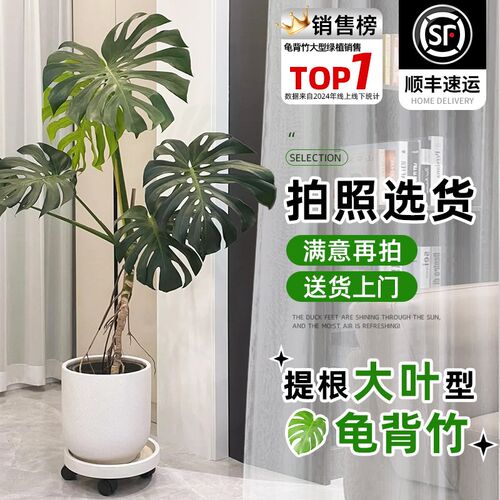 大叶龟背竹客厅大盆栽室内植物办公F室电视柜大型落地绿植老桩好