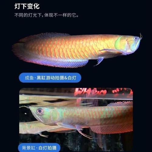 龙鱼幼苗金龙鱼苗红龙鱼苗银龙鱼苗随机发货热带观赏小型家养