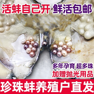 珍珠河蚌活体生取鲜活天然淡水