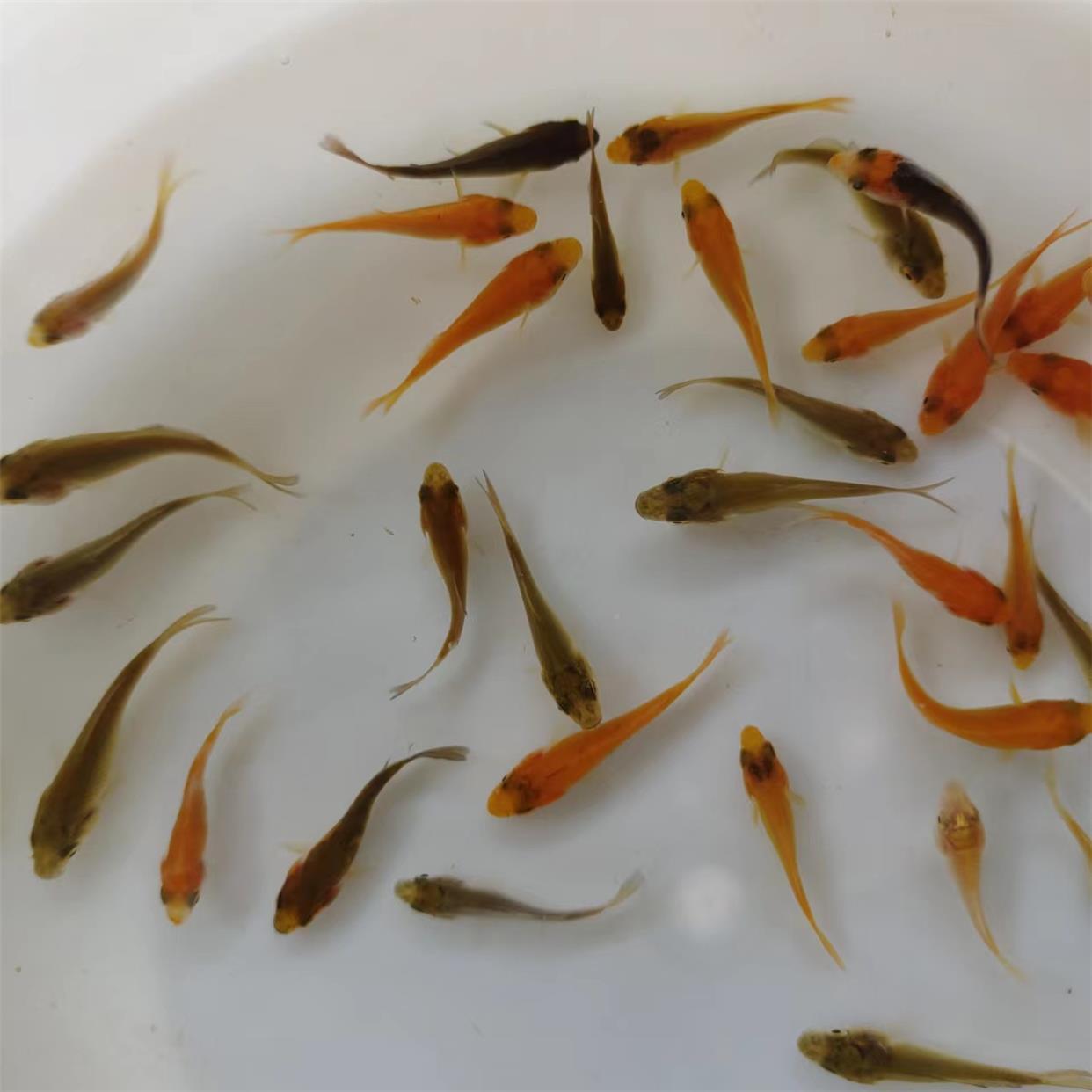 日本进口高端小纯水种红白昭和三色黄金HBS锦鲤鱼苗冷水花招财淡
