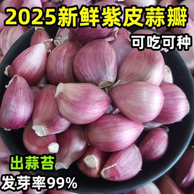 2025年云南紫皮蒜瓣新干蒜红皮香蒜大蒜种可栽种红皮早熟香蒜掰L