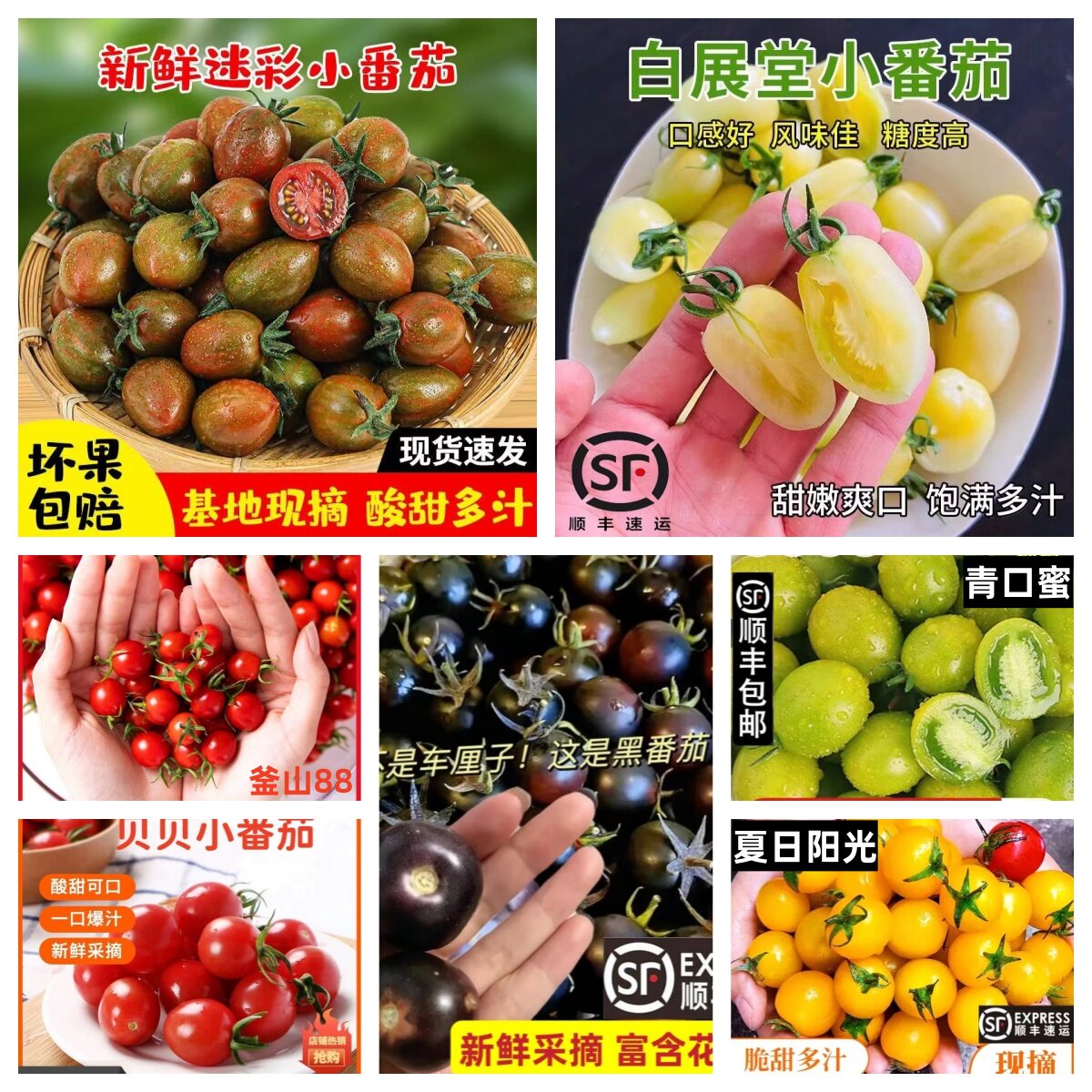 四色混装小番茄圣女果柿子西红柿迷彩夏日阳光青口蜜千禧番茄现摘