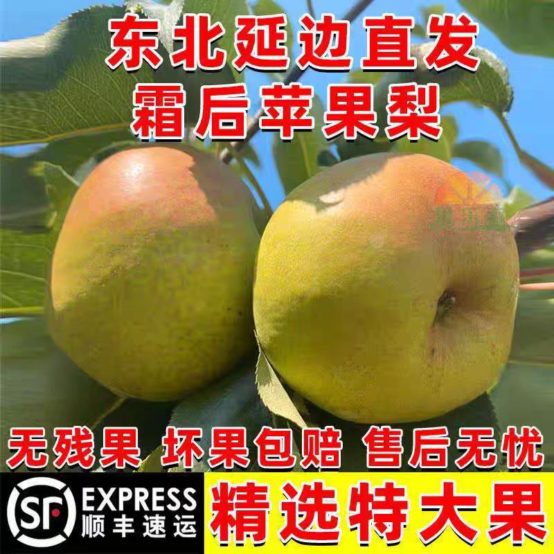 苹果梨现摘孕妇水果延边东北特产