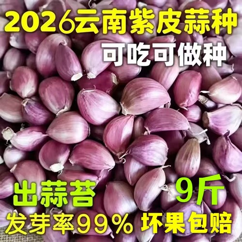 2026新蒜种|紫皮蒜瓣高产出苔