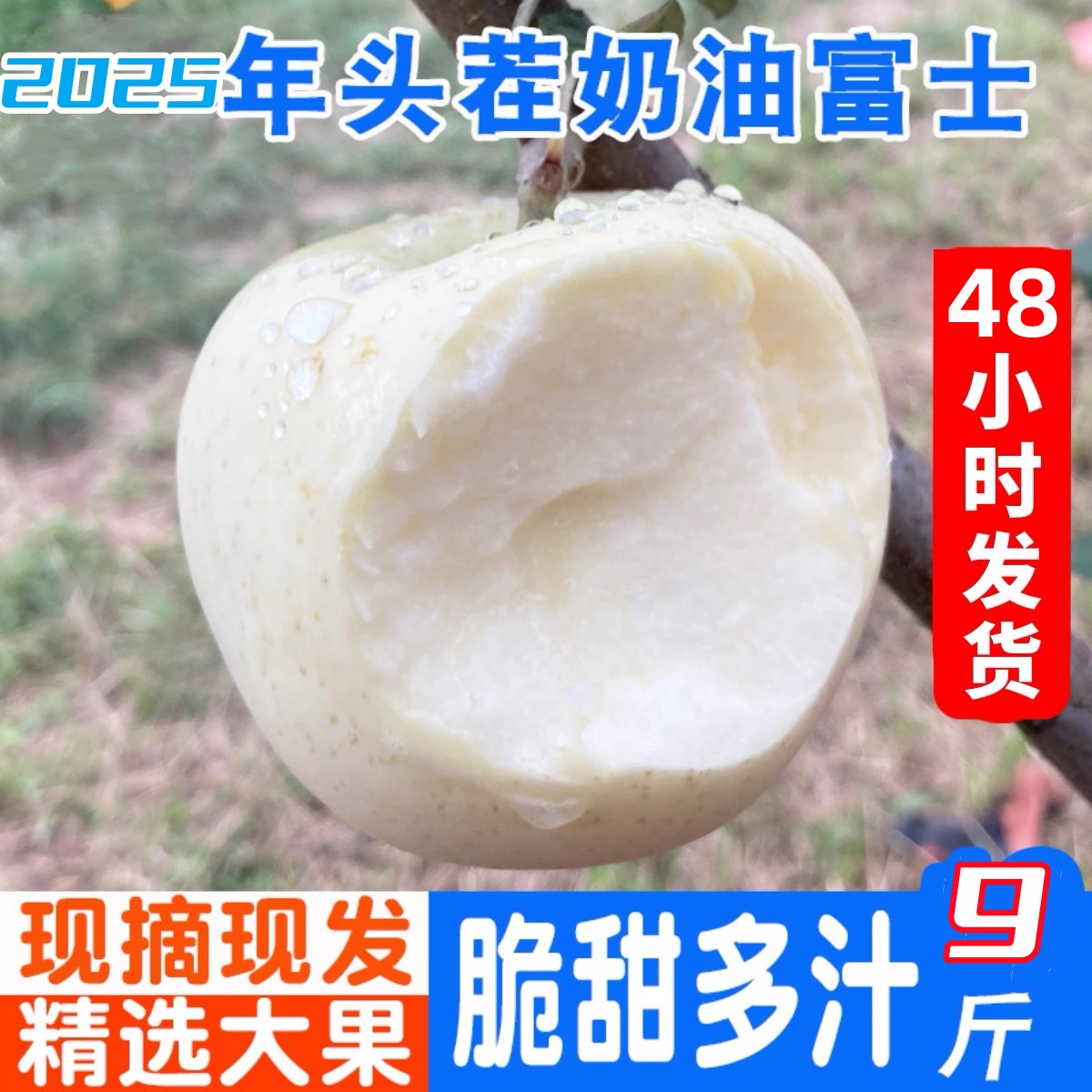 山东新鲜黄金奶油白苹果牛奶脆甜富士苹果新鲜5斤现摘现发包邮