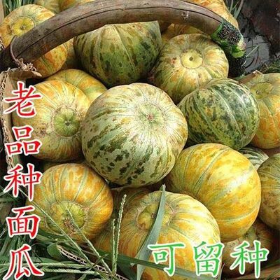 山东老面瓜老年人微甜水果