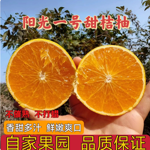现摘甜桔柚阳光一号甜柚现摘现发老树柚高山甜心柚手剥柚礼盒包邮