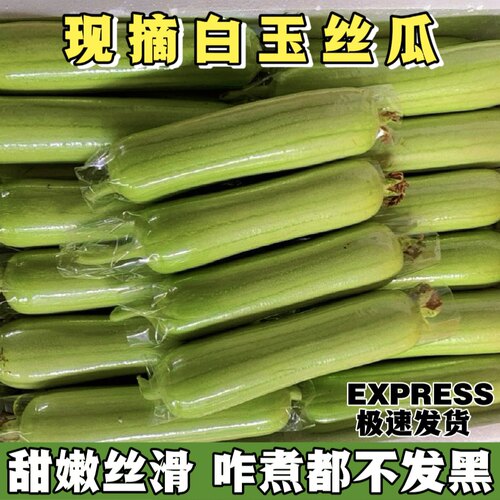 胡南白玉丝瓜新鲜蔬菜5斤