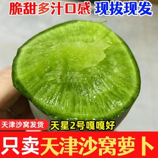 天津正宗天星二号水果萝卜沙窝新鲜蔬菜翠绿脆甜爽口 非潍坊萝卜