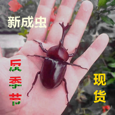 【独角仙成虫】现货新虫独角仙幼虫新手套餐巨型昆虫宠物活体甲虫